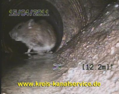 Kreis-Kanalservice Ratte schnell